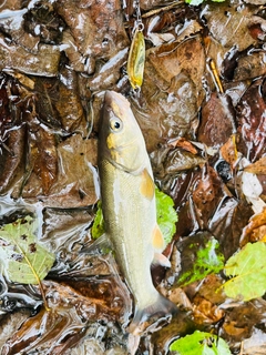 ウグイの釣果