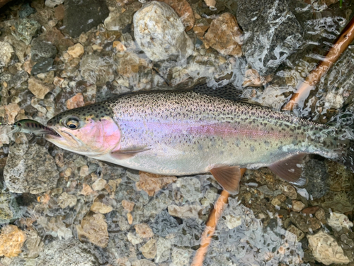 ニジマスの釣果