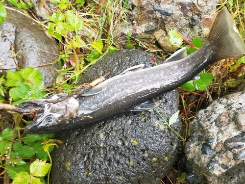 イワナの釣果