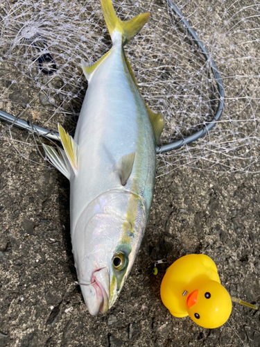 ハマチの釣果