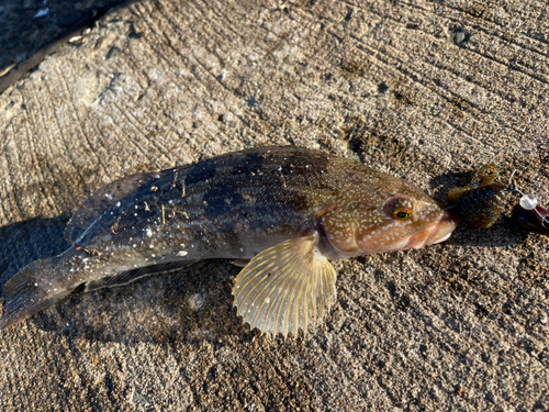 アイナメの釣果