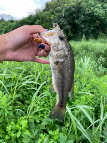 ブラックバスの釣果