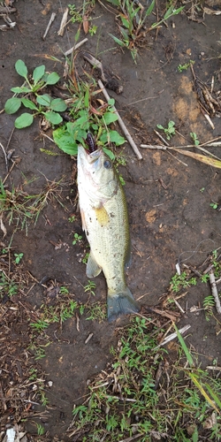 ブラックバスの釣果