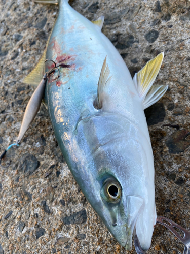 ハマチの釣果