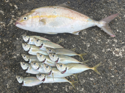 ショゴの釣果