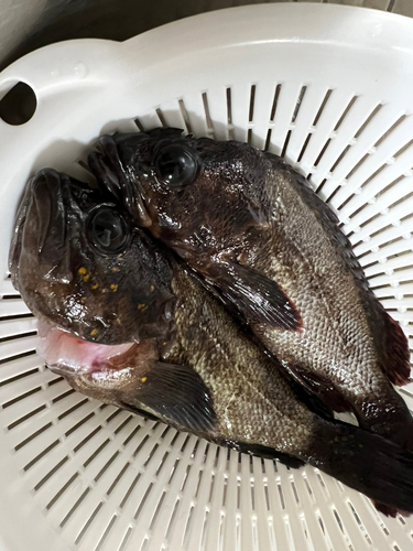 オウゴンムラソイの釣果