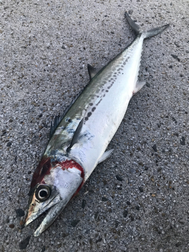 サゴシの釣果