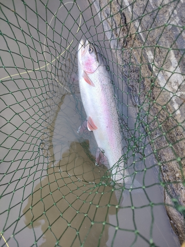 ニジマスの釣果