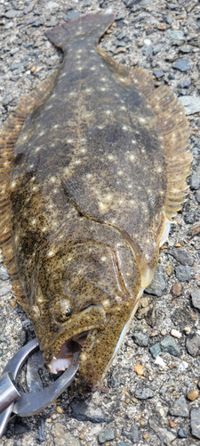 ヒラメの釣果