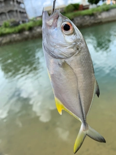 メッキの釣果