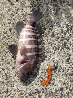 マハタの釣果