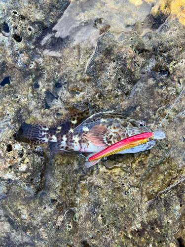 イソゴンベの釣果