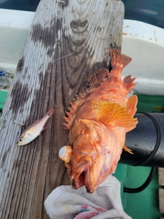 ウッカリカサゴの釣果