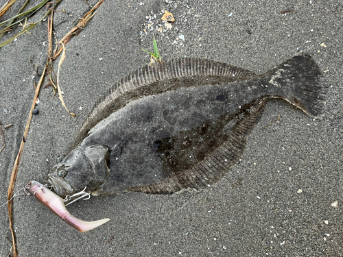 ヒラメの釣果