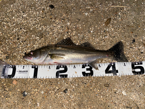 シーバスの釣果