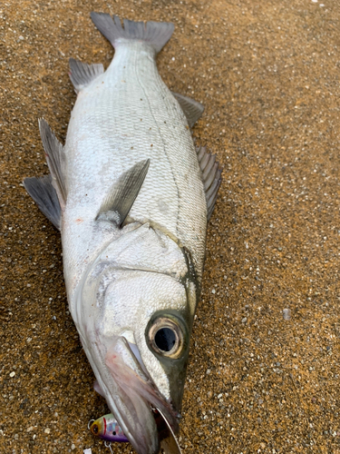 セイゴ（ヒラスズキ）の釣果