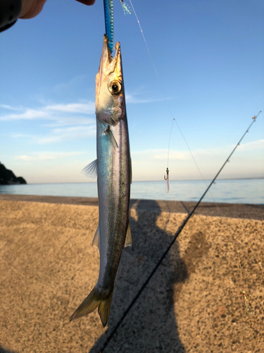 アカカマスの釣果