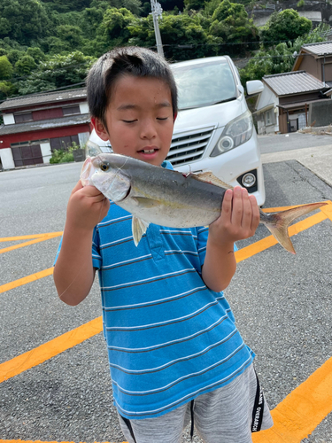 カンパチの釣果