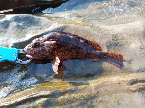 アラカブの釣果