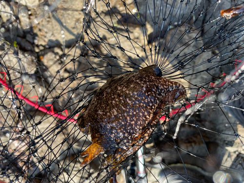 ナマコの釣果