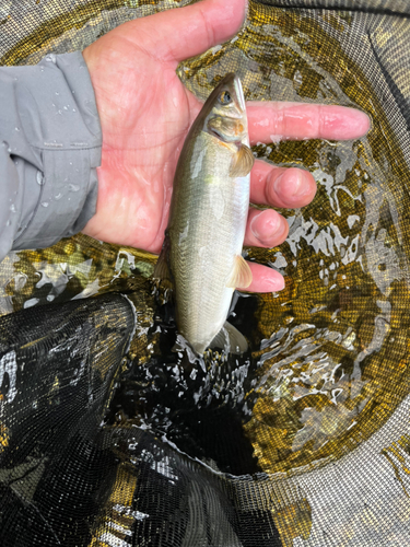 アユの釣果