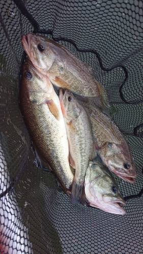 ブラックバスの釣果