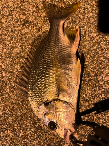 キビレの釣果