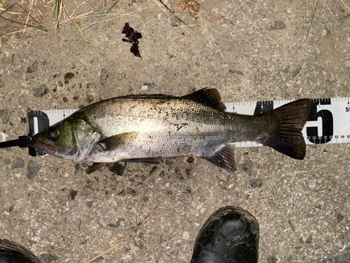 フッコ（ヒラスズキ）の釣果