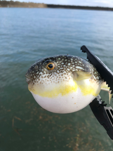 ショウサイフグの釣果