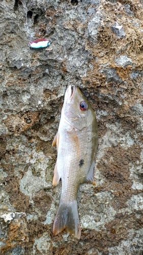 ヤマトビーの釣果