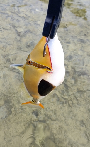 モンガラカワハギの釣果