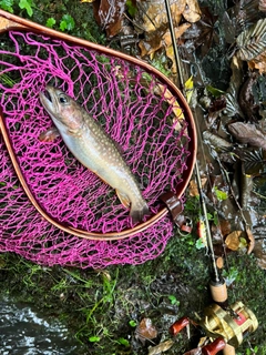 イワナの釣果