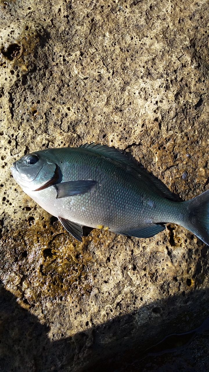 しゅぱさんの釣果 2枚目の画像