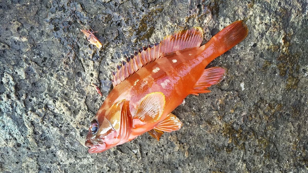 しゅぱさんの釣果 3枚目の画像