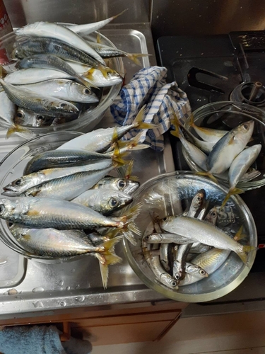 サバの釣果