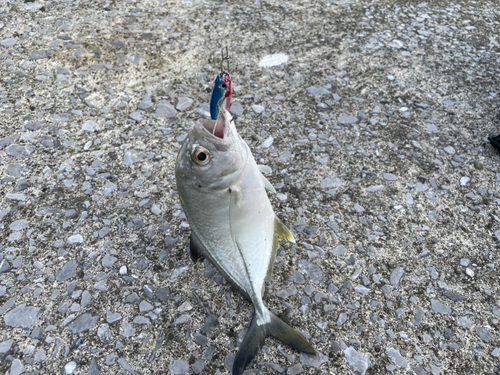 メッキの釣果