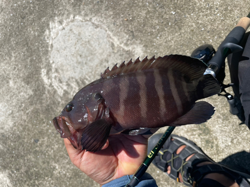 ヤミハタの釣果