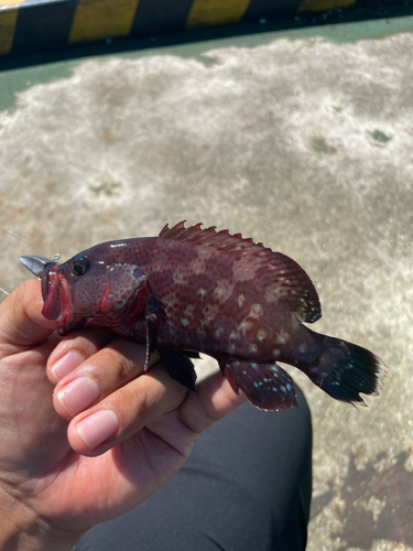 アザハタの釣果