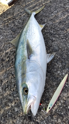 メジロの釣果