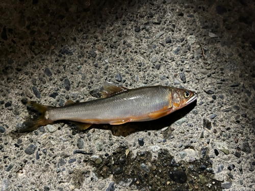 アユの釣果