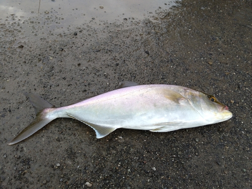 ショゴの釣果