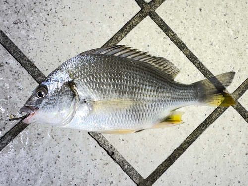 キチヌの釣果