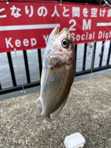 イシモチの釣果