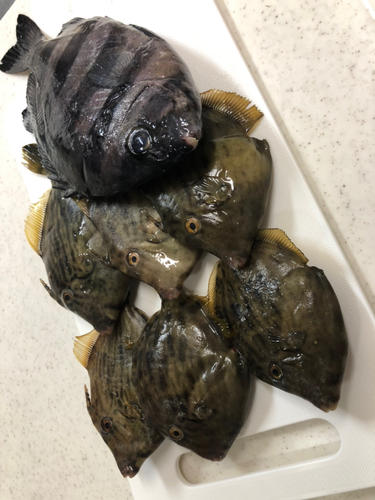 イシダイの釣果