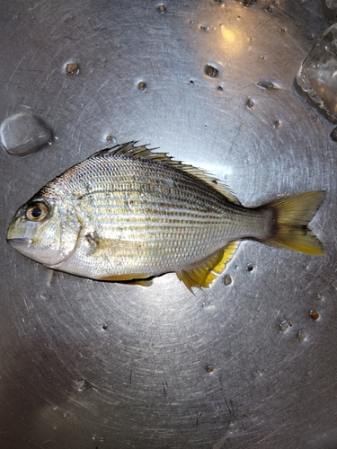 ヘダイの釣果