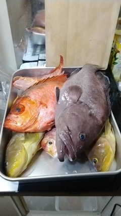 チカメキントキの釣果