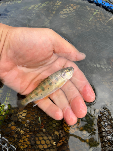 ヤマメの釣果