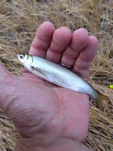 オイカワの釣果