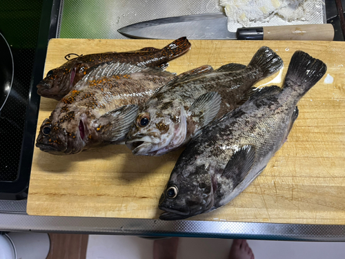 ソイの釣果