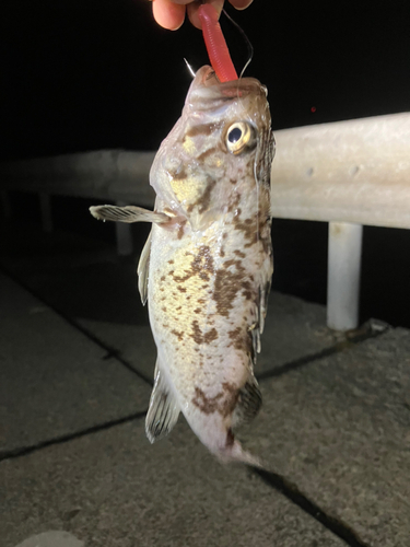 クロソイの釣果